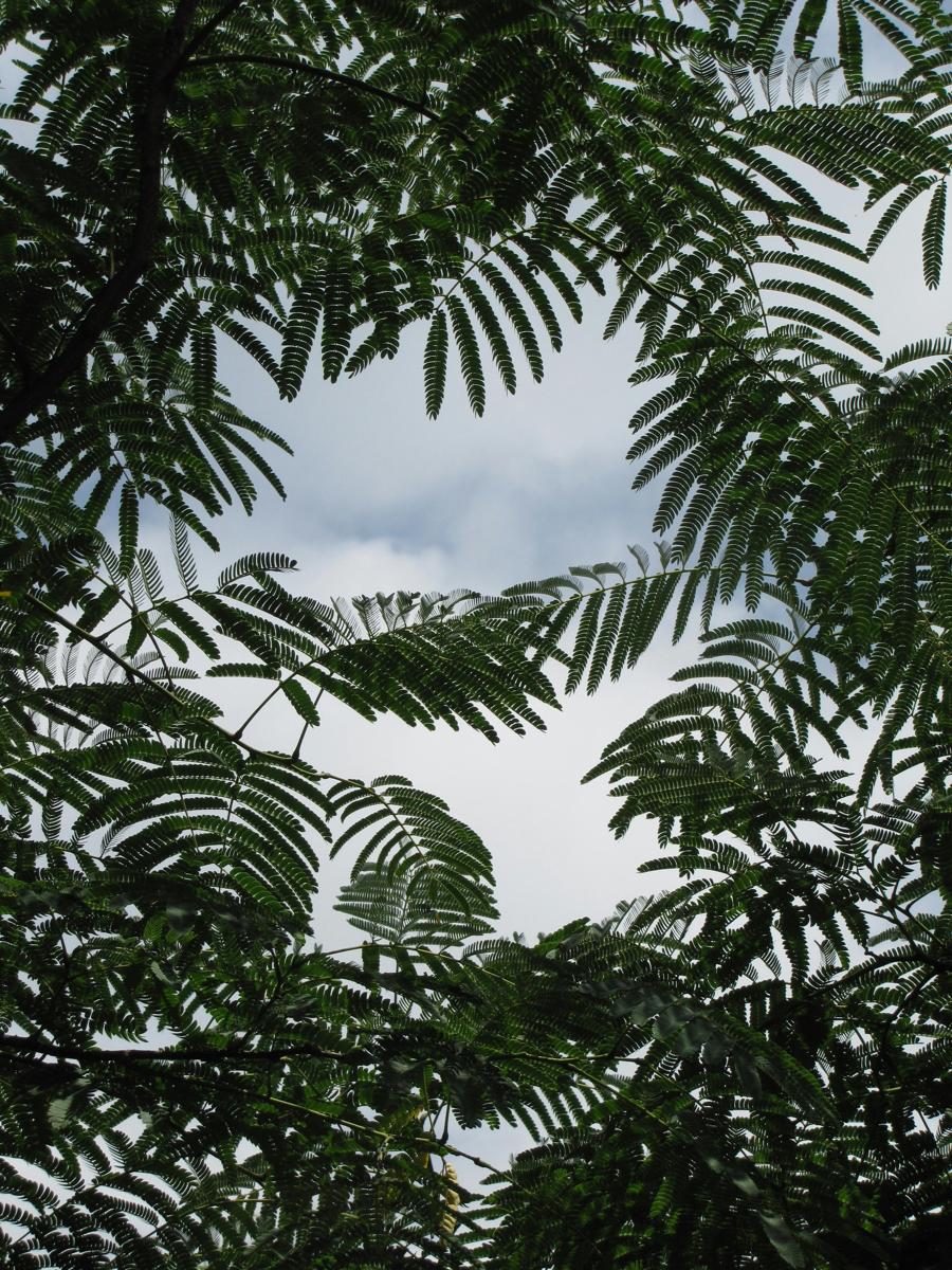 shade garden