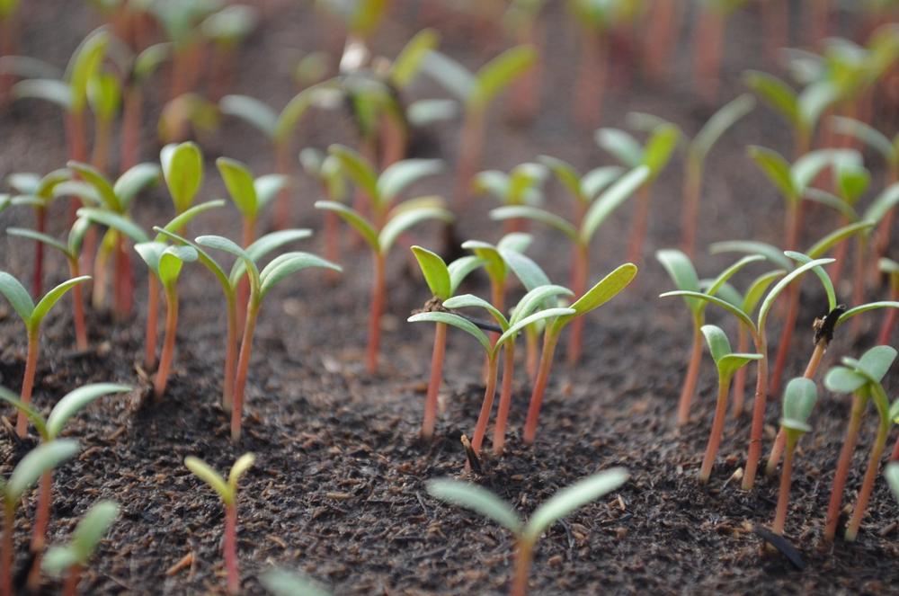 tomato seedlings