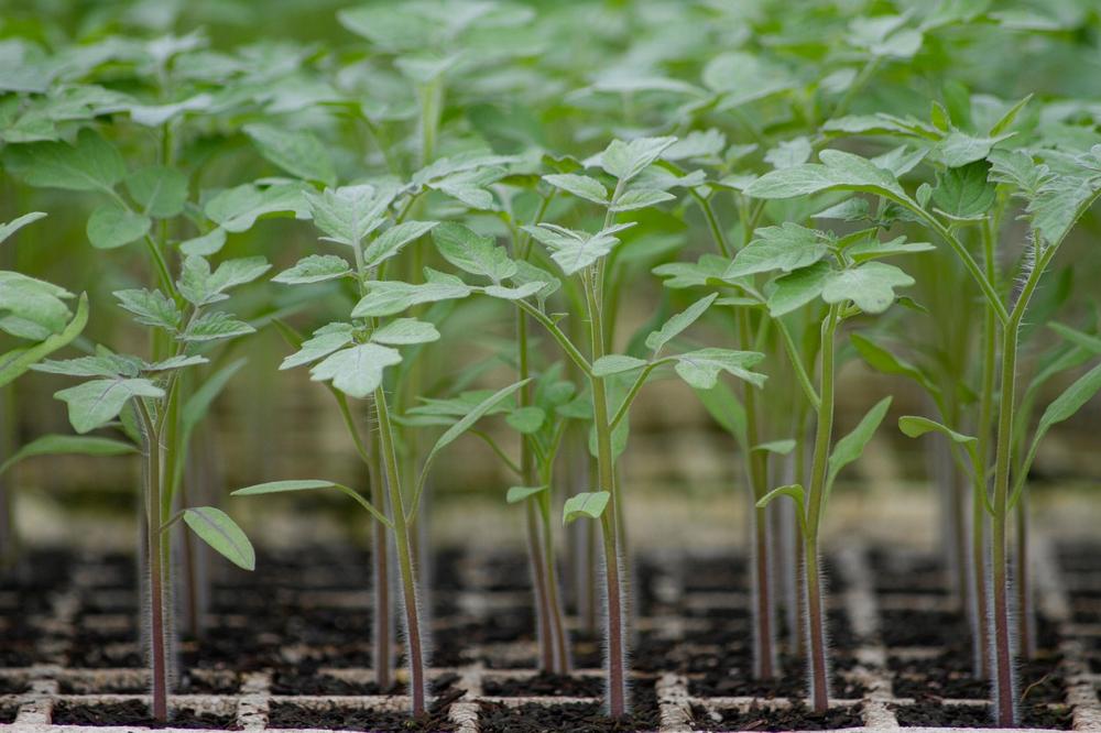 tomato seedlings